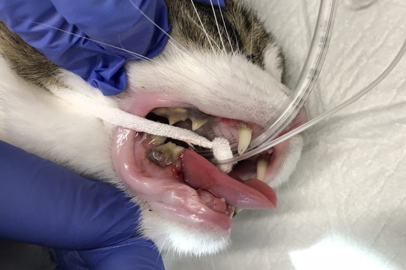 猫ちゃんの歯石