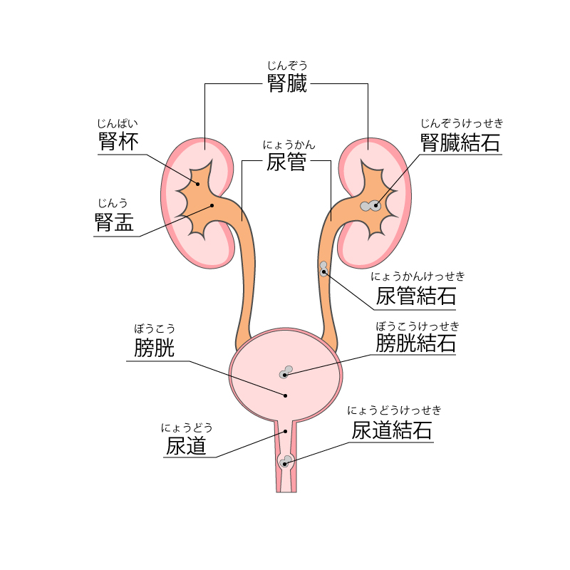 腎臓から尿道までの図