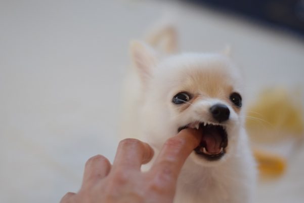 子犬が噛むのはどうしたらいいの？