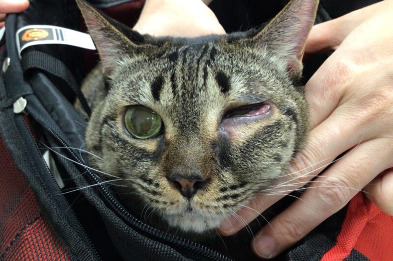 眼の下の腫れ／ネコちゃん